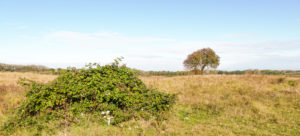 L'arbre isolé – Des terres et des ailes